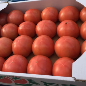 桃太郎トマト(2箱)