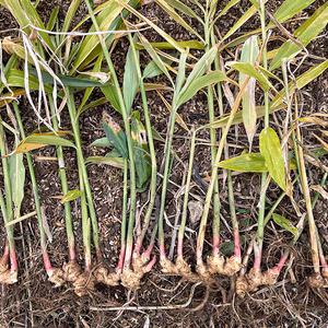 【合計500g】自然栽培 お試し 三州生姜 新しょうが＆ひね生姜 