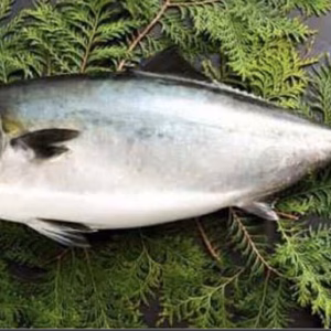 ブリ ハマチ1匹5kg台！　愛媛県豊後水道産 宇和島漁師直送