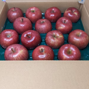 リンゴふじ28玉