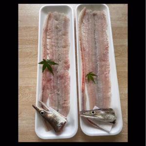 ⭐︎大阪湾産⭐︎ 旬もの　ハモちり　大サイズ2本　送料込み