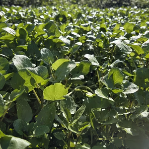 【500g】秋のクレソン