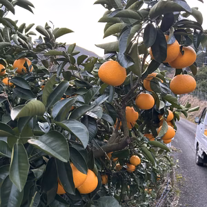 早生八朔　 木成り八朔 八朔 和歌山県有田産  家庭用 訳あり サイズM以上混合