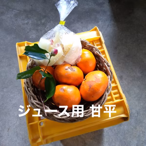 ジュース用 甘平 大根漬物付き 限定5箱