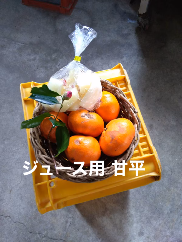 ジュース用 甘平 大根漬物付き ラスト4箱