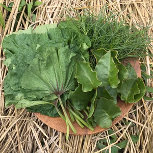 陸の海藻セットはじめました。