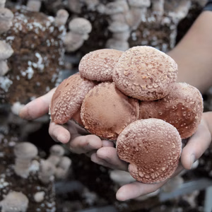 送料無料【北海道・沖縄・離島除く】肉厚椎茸1.2キロ　菌床椎茸　しいたけ　無農薬