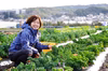【当日収穫！】季節の固定種野菜セット（定期便）