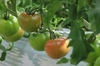 【2キロ箱】桃太郎トマト長野の自然が育てた恵み『陽の香り』