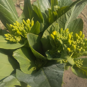 【サンドリヨンのお花やさい】入手困難！コマツ菜の花！春の味覚を召し上がれ