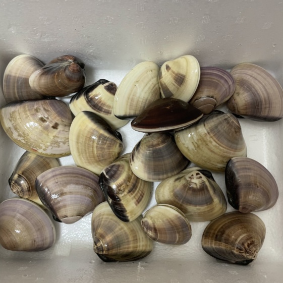 九十九里地はまぐり 通常はまぐりと極小粒はまぐりのセット 期間限定セール品 農家漁師から産地直送の通販 ポケットマルシェ