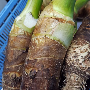 たけのこ芋(京いも)