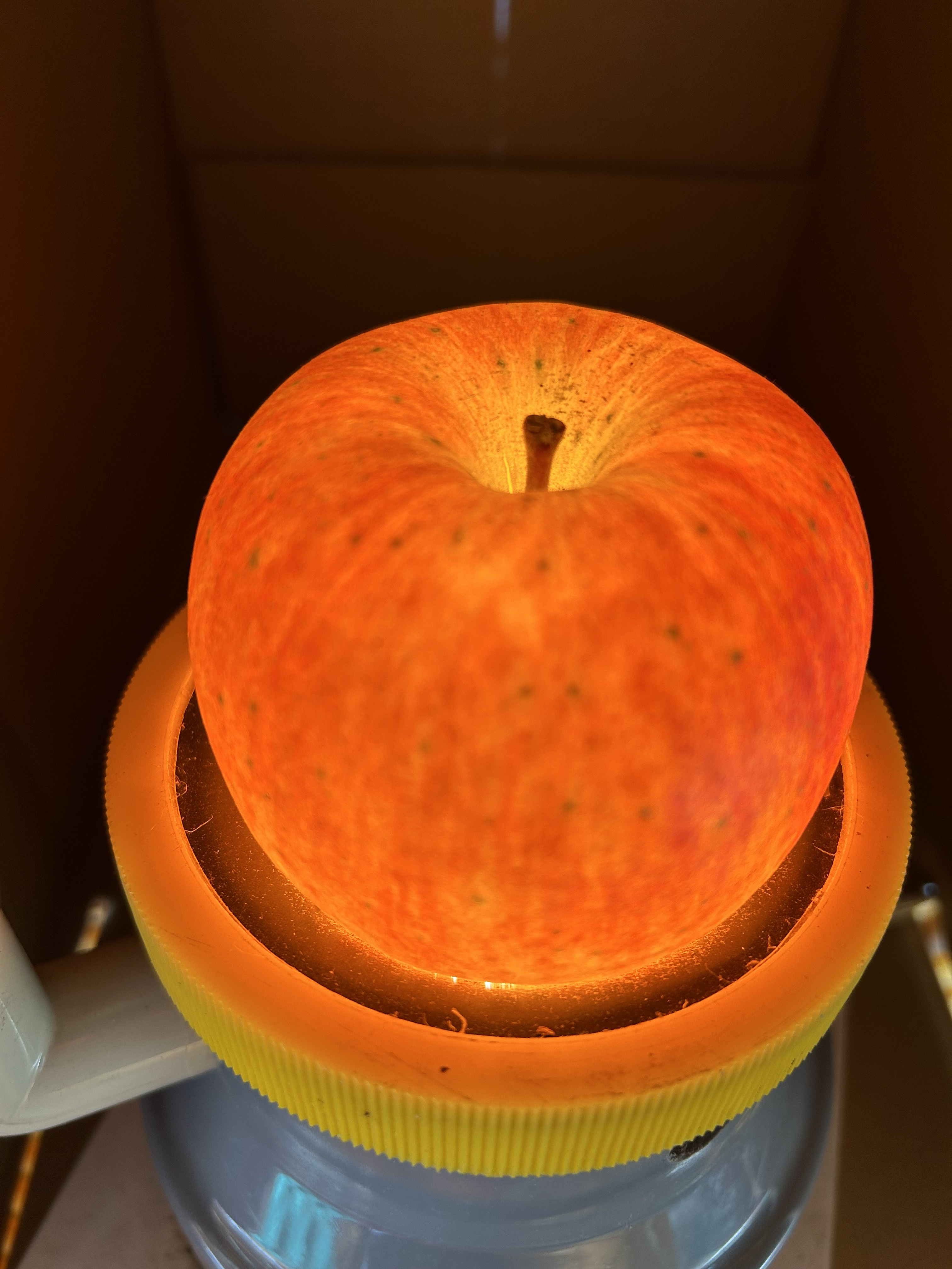 幻の蜜りんご‼️山形県産こうとく丸かじりサイズ【秀5キロ】｜りんごの