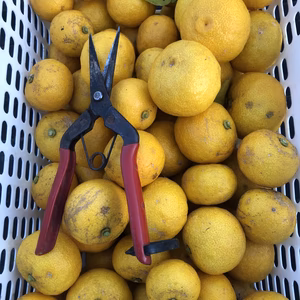 種なし柚子　1㎏　完熟　種なしキンカン　プチマル　1kg　農薬不使用　計2㎏
