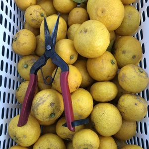 種なし柚子　1㎏　完熟　種なしキンカン　プチマル　1kg　農薬不使用　計2㎏