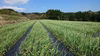 南阿蘇の高原で美味しい水と空気の中で育ったにんにくの芽