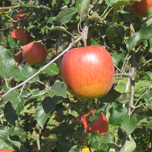 信州りんごシナノスイートシャキシャキ５キロ！