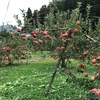綺麗なシナノスイート 10月上旬～ さむさわのりんご ３キロ 9～11玉
