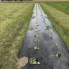 さつまいも★農薬・肥料不使用「太陽と水と、土と微生物」
