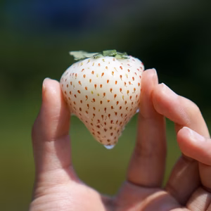 食べる宝石！手島農園オリジナル品種の「冷凍白いちご」