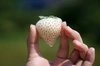 【お取り寄せ】食べる宝石！手島農園オリジナル品種の「冷凍白いちご」