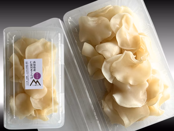 「Super Premium」(生)白あらげきくらげ800g 販売開始