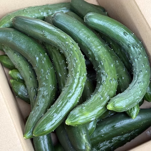 ◀︎きゅうり大好きのアナタへ▶︎ハンコー期（曲がり・白果・大・小）胡瓜 