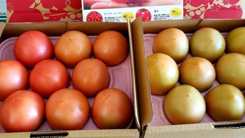 スタッフ注目の新着商品 8/16】自分好みに熟成👍大玉トマト🍅新芋