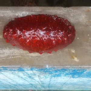 赤ナマコ1キロ(4個～)陸奥湾産