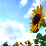 はらぺこしゃちく