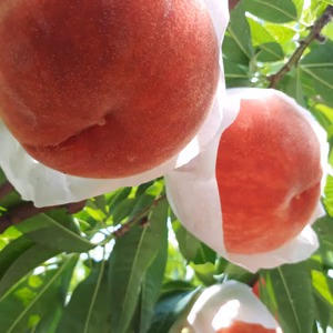 ☆8月上旬~発送　夏の紅玉「和歌山の川中島白桃」【ポケマルの夏ギフト】