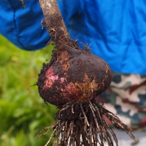 ぽっけのニンニク【北海道自然栽培】