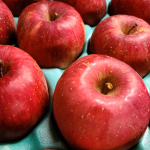 【5キロ】サンふじ