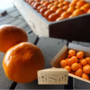 年明けも薄皮！濃厚！甘～い！三拍子揃った二段熟成の旨味たっぷり「熟成味柑」