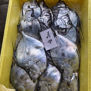 冬限定‼️ぜひ食べて 鏡鯛‼️　本日水揚げ‼️