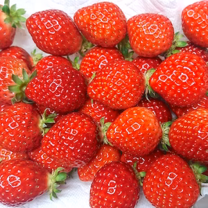 "赤ちぎり"完熟あまおう 500g×2p【お買い得】