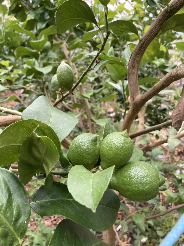 ココロもリフレッシュ！香り抜群爽やかレモン！