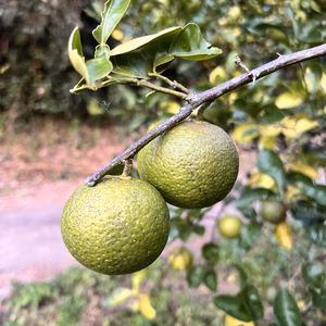 【臼杵市産】自然栽培カボス(栽培期間中化学肥料、化学合成農薬不使用)