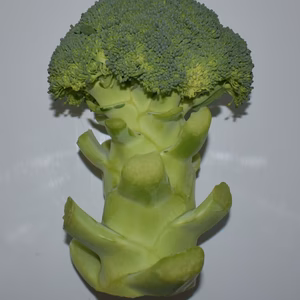 採りたて茎太ブロッコリー、群馬県産