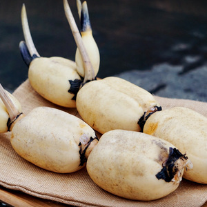 【ご家庭向け】シャキモチっとW食感が堪らない！栃木県の珍野菜那須高原れんこんＢ品