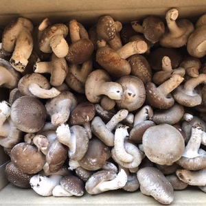 クール便発送のアヒージョ、天ぷら専用1 .3キロ Sサイズ無農薬 徳島県産