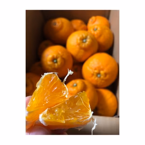 ラストチャンス　10％増量　しらぬい(デコ)5kg 