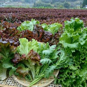 新鮮サニーレタス