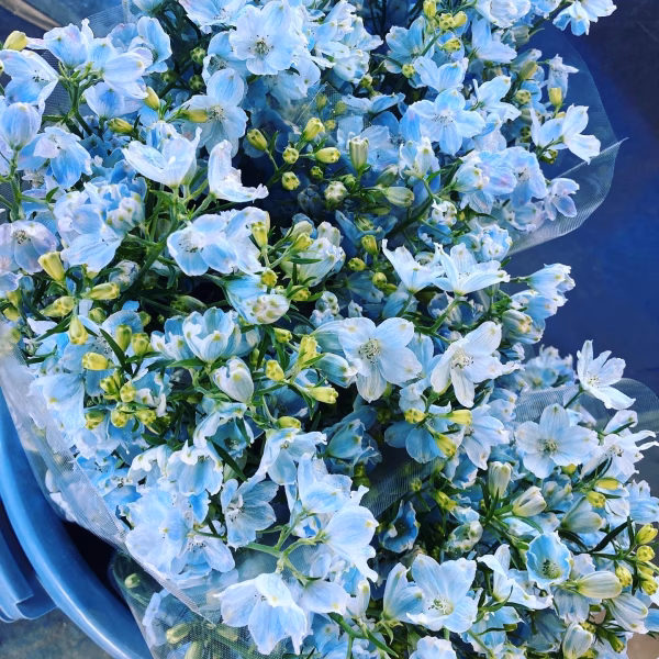 【残りわずか】1度で4回楽しめるお花♪デルフィニウム薄水色（長さ60cm）