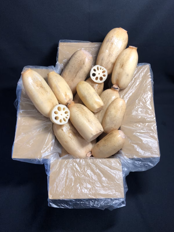 B品　1.5キロ or 4キロ　節無し　久保の蓮根