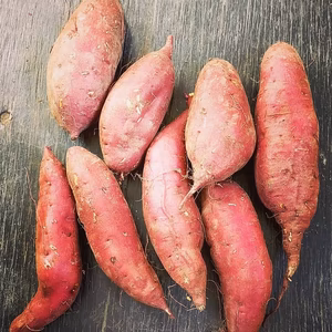【収穫そのまま】★数量限定★農薬除草剤不使用さつまいも　”シルクスイート”　3