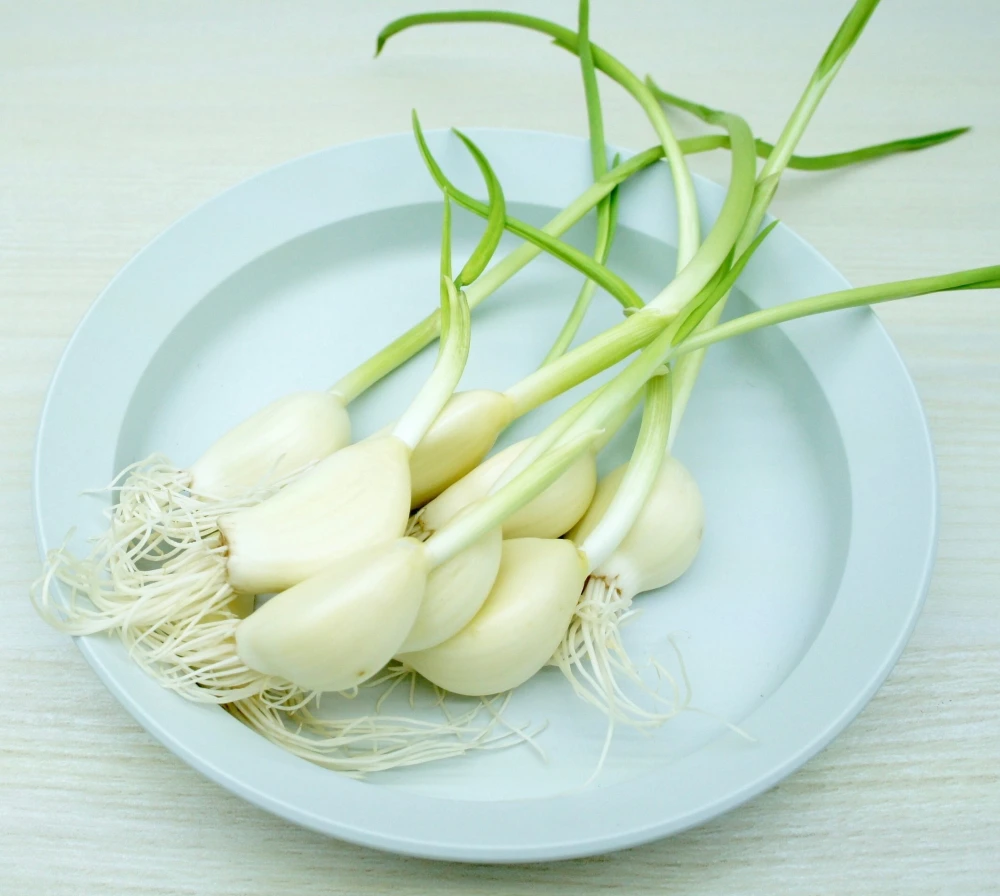 少しずつ楽しみたい方に！ 発芽にんにく　20本