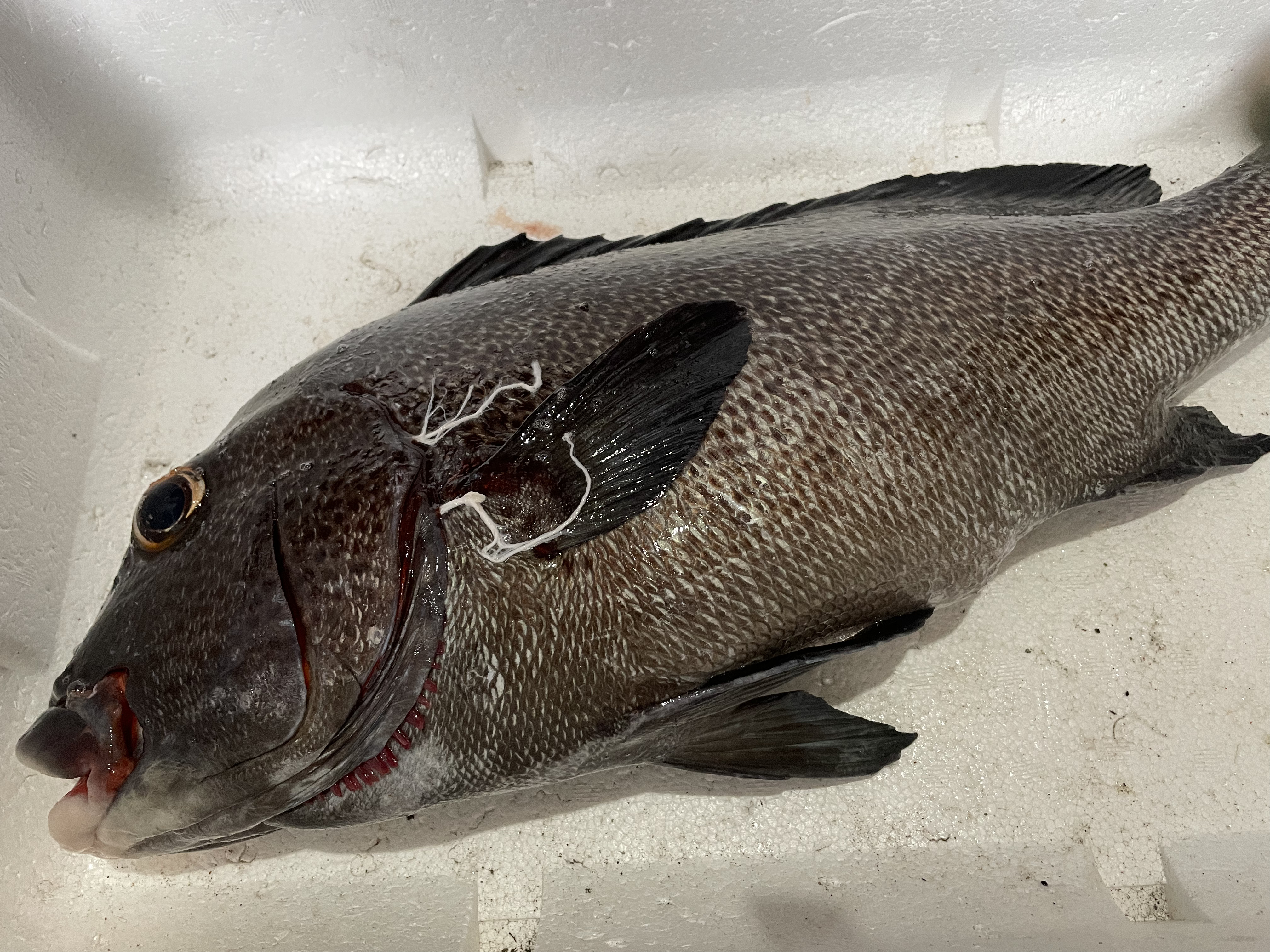 魚突き 捕獲動画あり アジアコショウダイ2 9kg 鱗 下処理済み 農家漁師から産地直送の通販 ポケットマルシェ