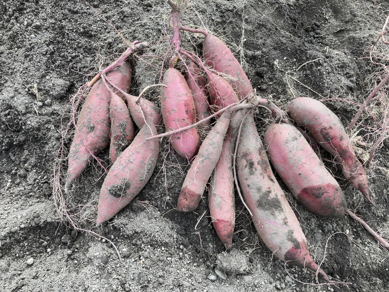 訳アリ】【自然栽培】 さつまいも（シルクスイート）【収穫2025年10月