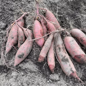 【訳アリ】【自然栽培】　さつまいも（シルクスイート）【収穫2025年10月上旬】